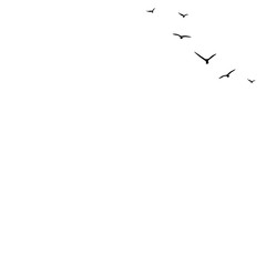 Seamless vector background with flying birds in the right corner. Black swallows in the sky on white background.