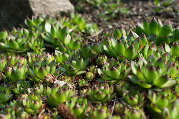 Fototapeta na wymiar Sempervivum charadzeae, houseleeks or liveforever in spring garden