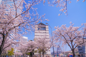 満開の桜と横浜みなとみらいの街並み