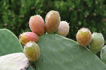 Kaktus opuncja (Opuntia)