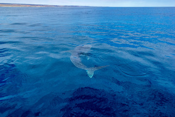 Naklejka premium a small baby Whale Shark, shot from a boat, Nigaloo Reef Western Australia