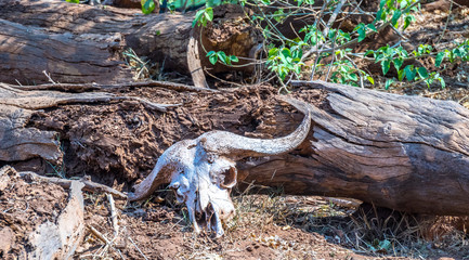 African buffalo skull and horns bleached white by the sun isolated against the trunk of a fallen tree image in horizontal format with copy space