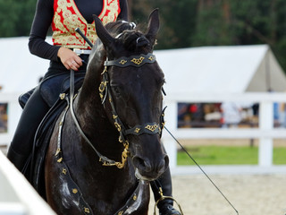 Obraz premium Pure Spanish Horse or PRE, portrait against arena background