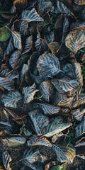 Background of autumn leaves in the frost to october or november