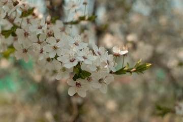 Beautiful Blossom Cherry Tree Flowers and Buds