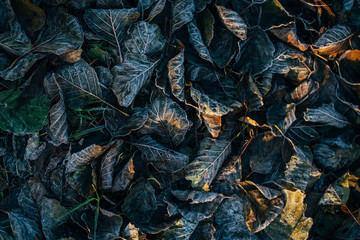Background of autumn leaves in the frost to october or november