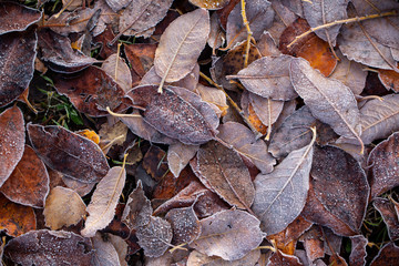 Background of autumn leaves in the frost to october or november