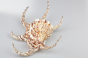 진화의 증거들-조개