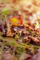 Russula mushroom in the autumn forest