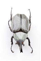 다양한 곤충들-진화의 증거