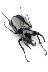 다양한 곤충들-진화의 증거