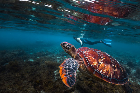Man snorkeling and swimming with the colorful sea turtle (Cheloniidae) in the tropical sea near the Apo island in Philippines
