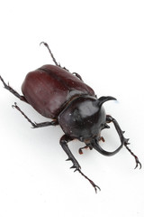 다양한 모양의 곤충들 