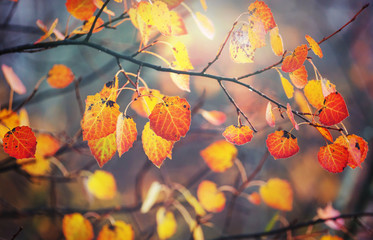 Autumn leaves