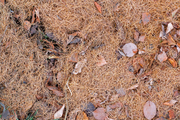 Natural texture of dry larch needles and old leaves on the ground in the fall. A lot of brown leaves. Warm palette.
