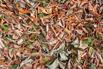 Natural texture of an autumn carpet of leaves. Twisted green, brown, and yellow dry leaves and twigs.