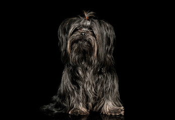 Studio shot of an adorable Shih-Tzu
