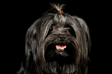 Portrait of an adorable Shih-Tzu