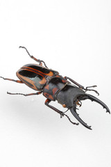 다양한 모양의 곤충들 