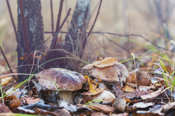 Mushroom in forest