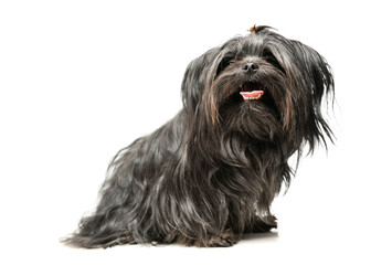 Studio shot of an adorable Shih-Tzu