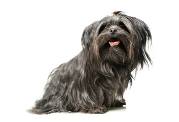 Studio shot of an adorable Shih-Tzu