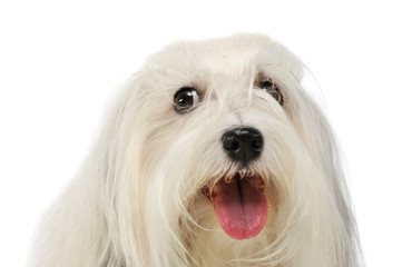 Portrait of an adorable Maltese