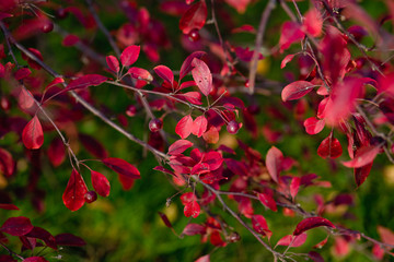 Obraz premium mahogany with berries on a background of green grass