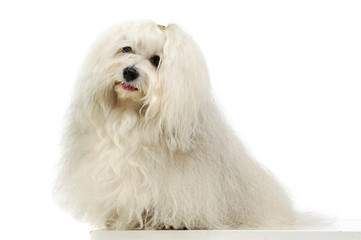 Studio shot of an adorable Maltese