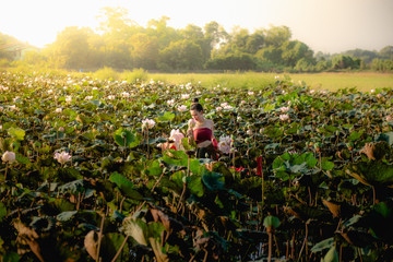 Asian woman collecting lotus flowers and she wear Traditional Thai dresses, Thailand