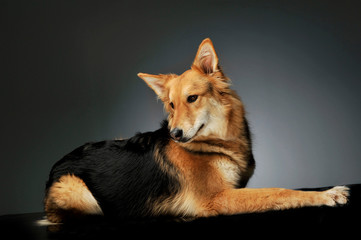 Studio shot of an adorable shepherd dog