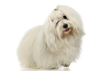 Studio shot of an adorable Maltese