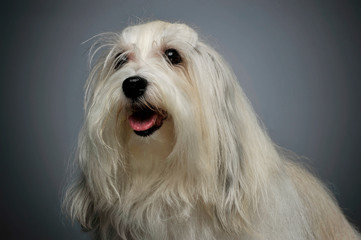 Portrait of an adorable Maltese