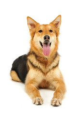 Studio shot of an adorable shepherd dog