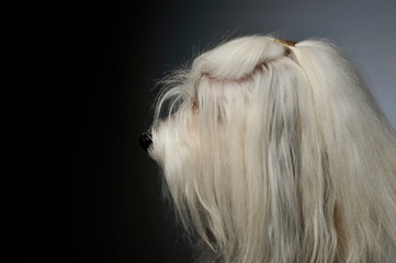 Portrait of an adorable Maltese