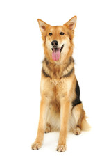 Studio shot of an adorable shepherd dog