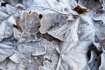 Frost covered leaves of trees on the ground in the snowy winter day.