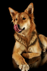 Studio shot of an adorable shepherd dog