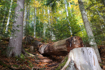 Deforestation in the conservation area Thick beautiful forest with a sawn tree.