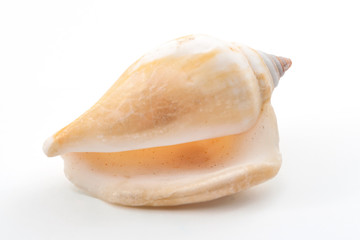 Marine life and sea creatures concept with a seashell isolated on white background with a clip path cutout