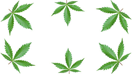 frame of green  leaves marijuana on a white background. mockup cannabis leaf