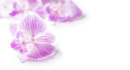Violet orchid head isolated on white background