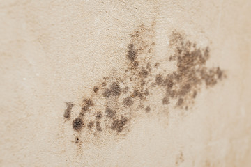 Dirty fungus or mold on concrete wall plaster surface texture suitable for background