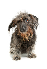 Studio shot of an adorable Dachshund