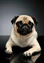 Obraz premium Studio shot of an adorable Pug