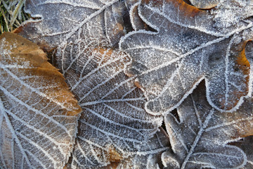 Frost covered leaves of trees on the ground in the snowy winter. 