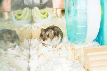 かわいいジャンガリアンハムスターのイメージ（プルーサファイア）