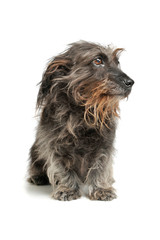 Studio shot of an adorable Dachshund