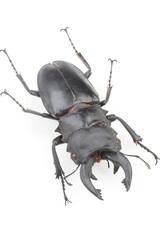 다양한 모양의 곤충들 