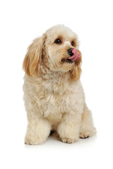 Studio shot of an adorable mixed breed dog